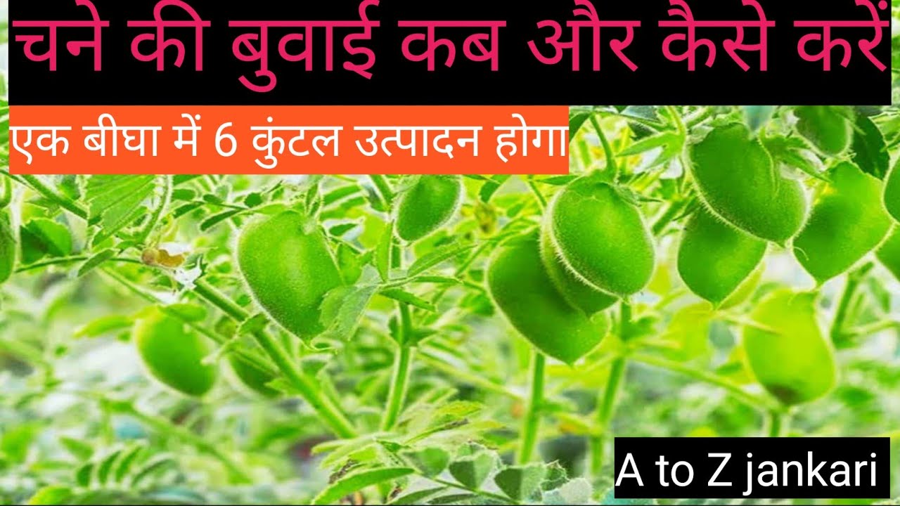 Chane ki kheti kaise karen l 2026/2027 में चना की खेती l A to Z jankari l dollar chana ki kheti kab 