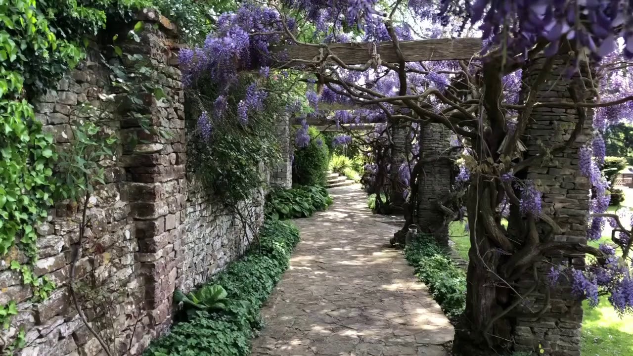 Wisteria at Glenfall House
