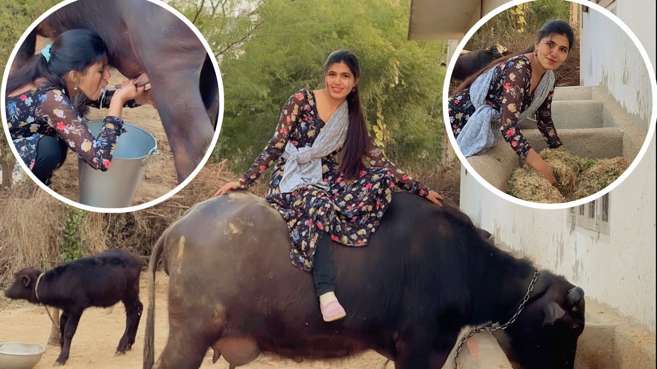 “Beautiful girl takes buffalo for a walk, milks it, and feeds it fodder.