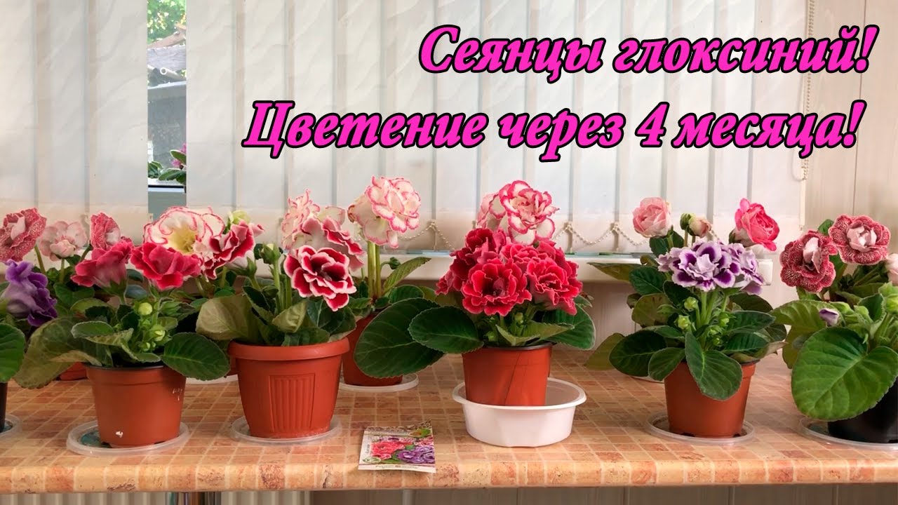 Сеянцы глоксиний! Цветение через 4 месяца!