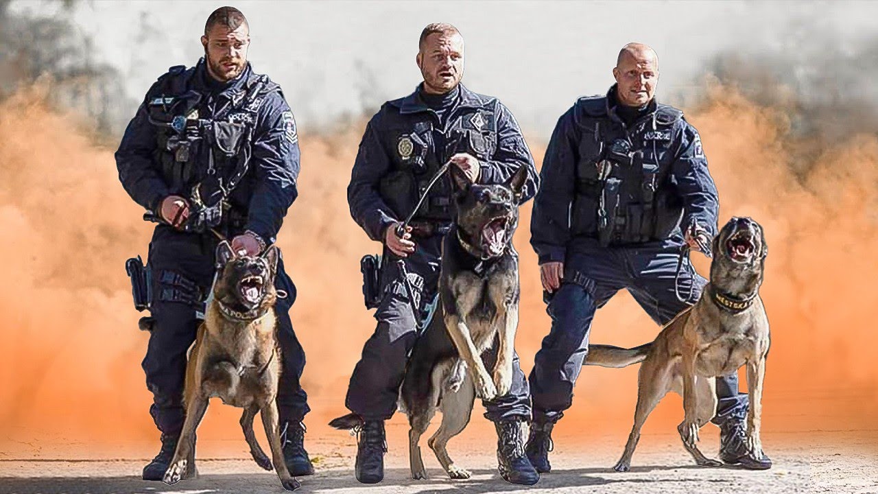 10 ULTIMATE POLICE DOG BREEDS