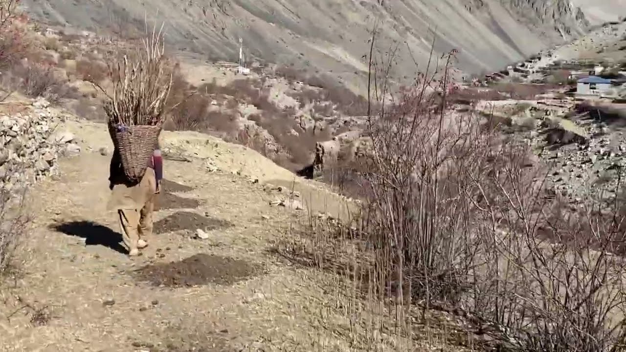 Winter Preparations In My Village Near Deosai Skardu Stunning Village Life In Baltistan