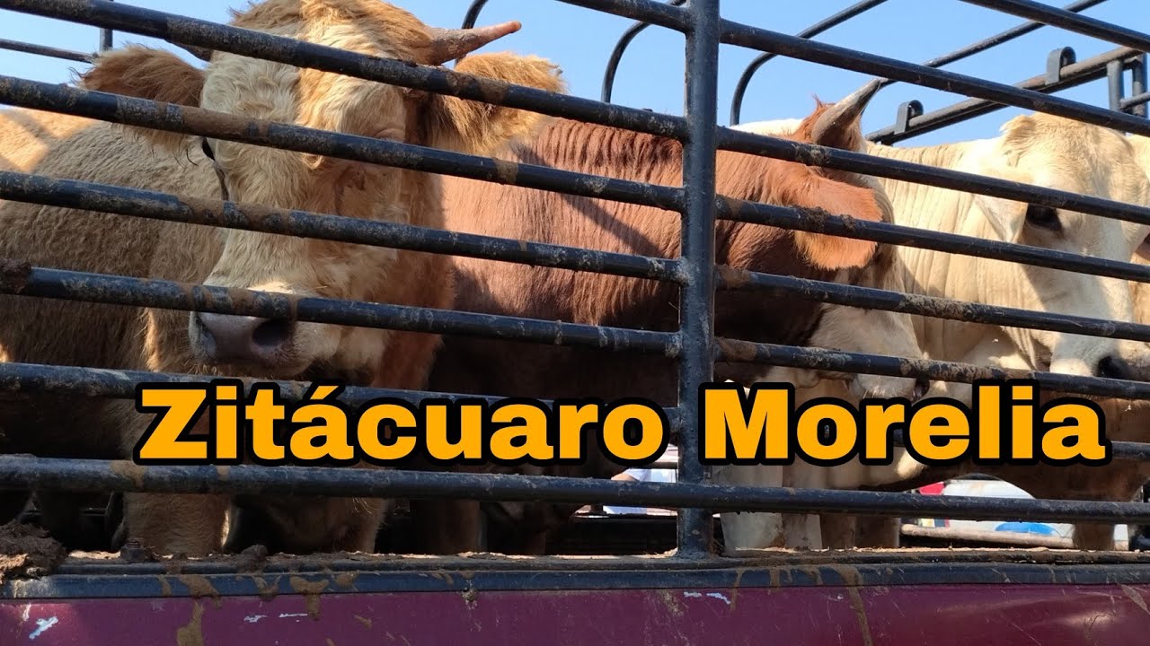 Zitácuaro Morelia / chulos borregos - vacas - becerros y más / Días Jueves 