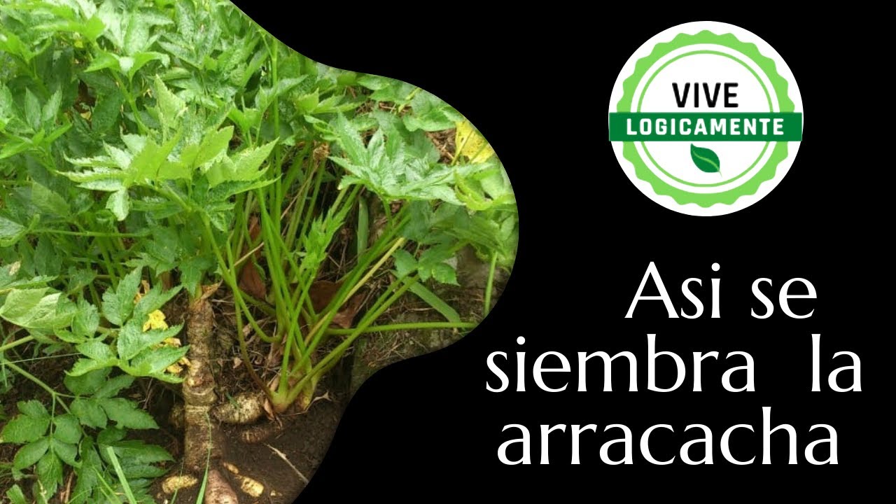 Así se siembra la arracacha #vivelogicamente