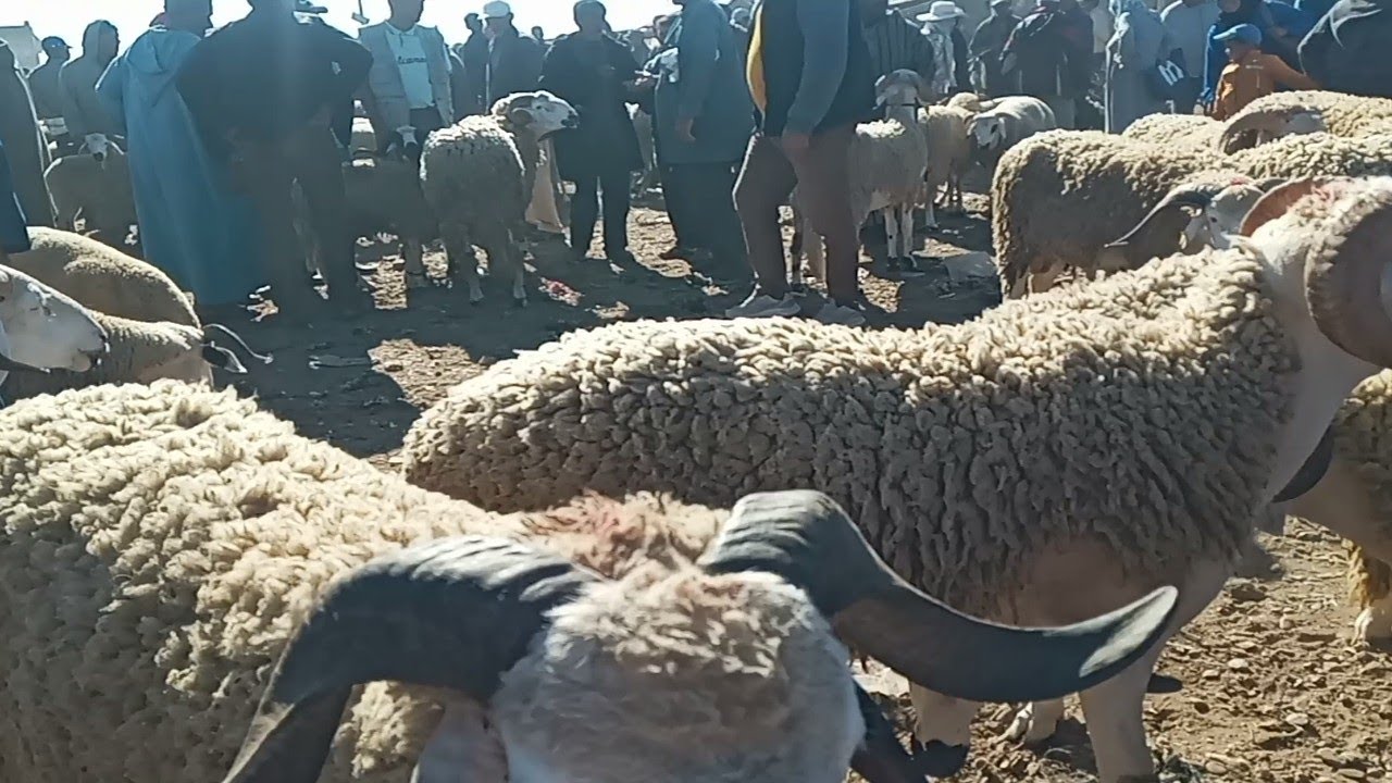 اليوم مباشرة من رحبة الغنم سوق خميس الزمامرة منطقة دكالة
