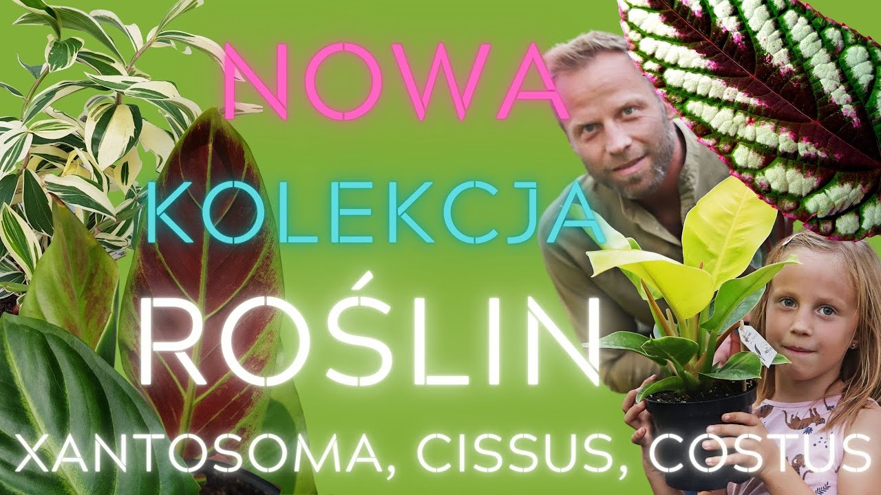 TYCH ROŚLIN JESZCZE NIE MASZ😵Xantosoma, Cissus, Costus