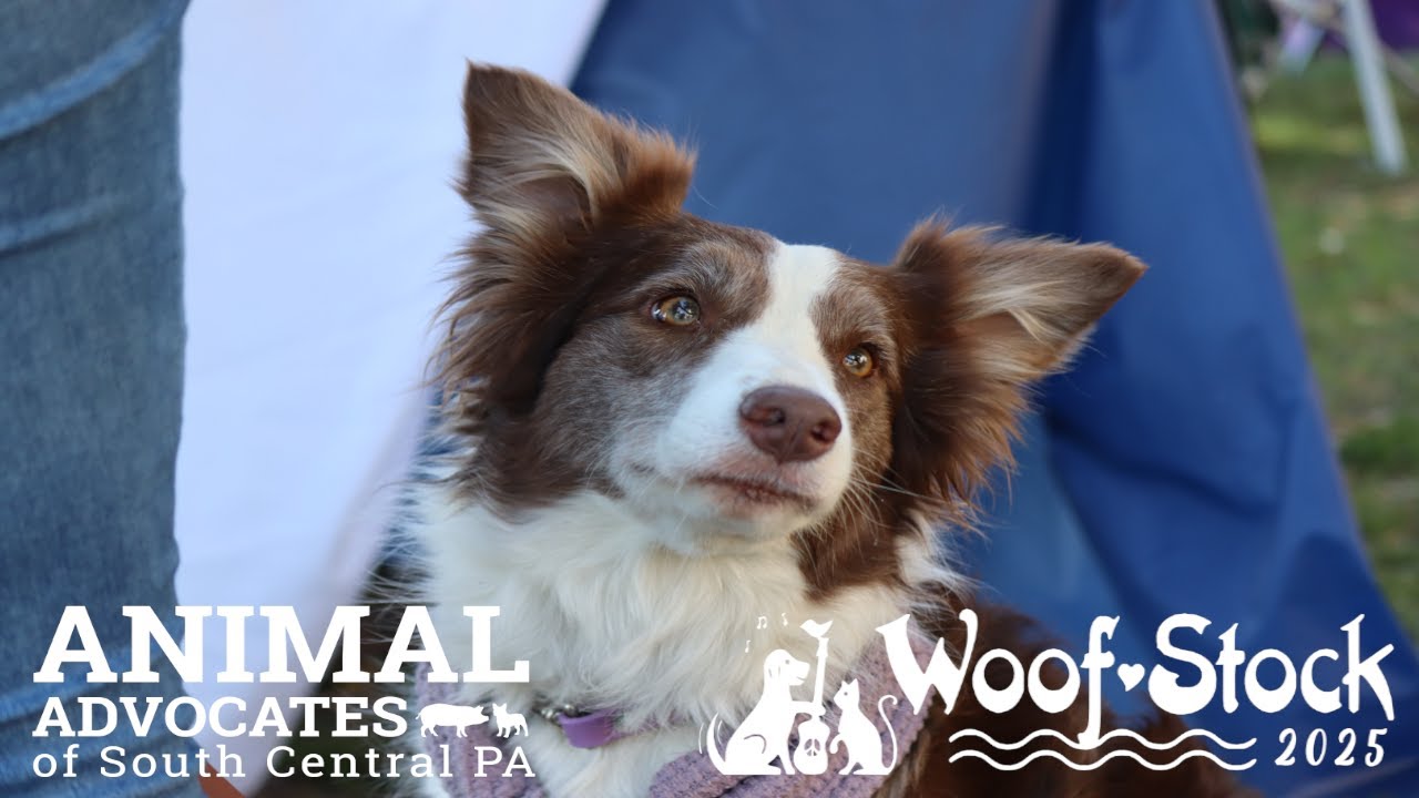 Woofstock 2025