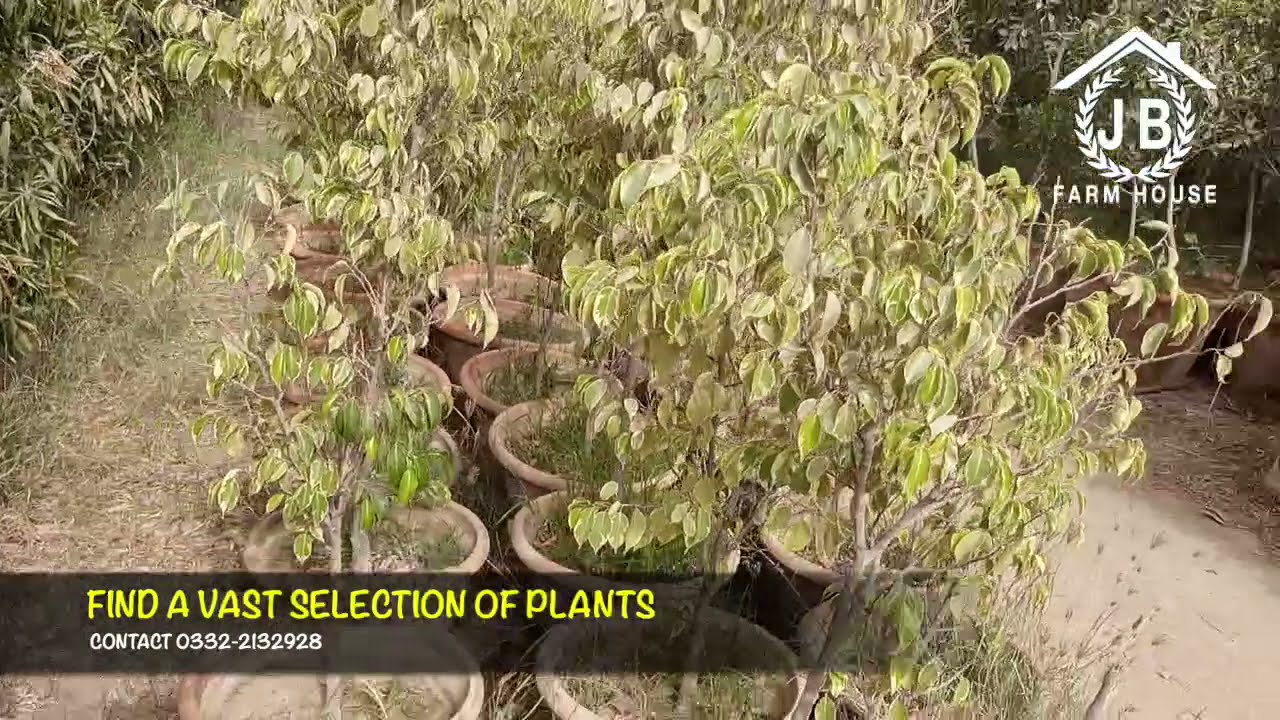 NURSERY PLANTS KARACHI AT JB FARM HOUSE