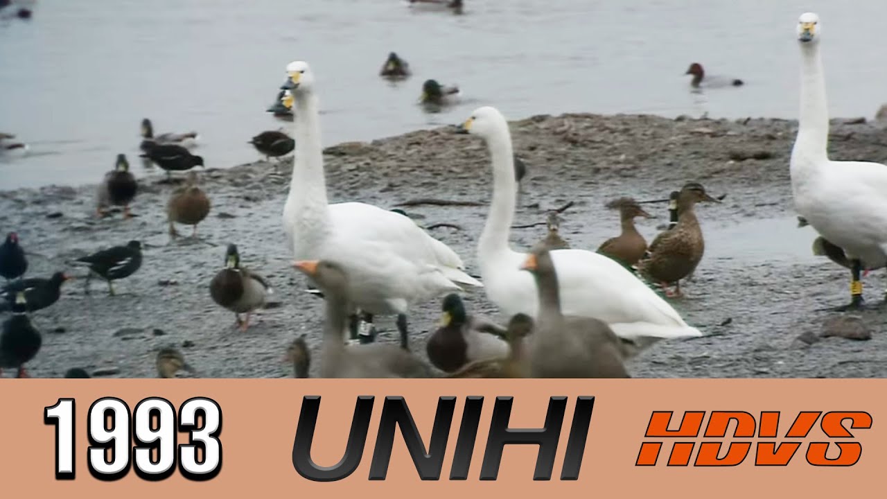 Sony's Waterfowl At WWT Slimbridge (1993 Analog HDTV UNIHI Outdoor Trade Show Demo Tape)