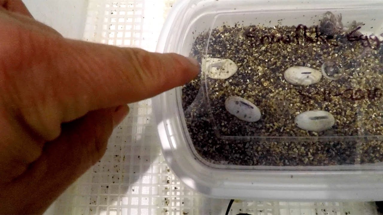 Baby Bearded Dragon Hatching from Egg!