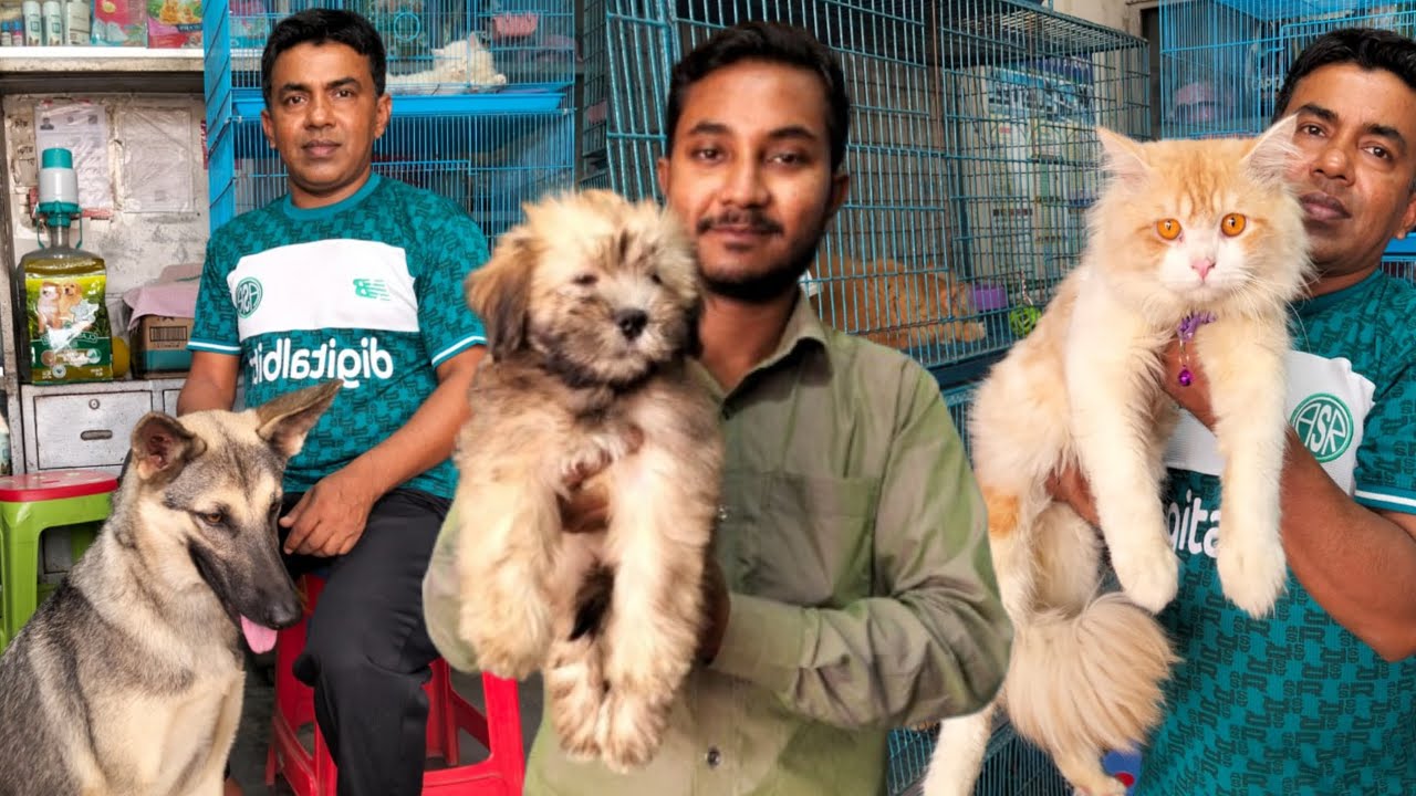 Lhasa puppy | German Shepherd puppy | Persian cat price katabon | Dog and cat price in katabon 2024