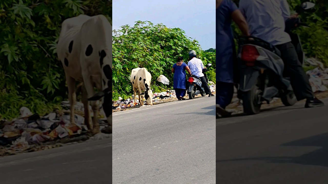 OLD BROKEN COW ALL DAY MEAL IS PLASTIC #savecow #plastic #mother #cow #cowvideos #shorts #sad