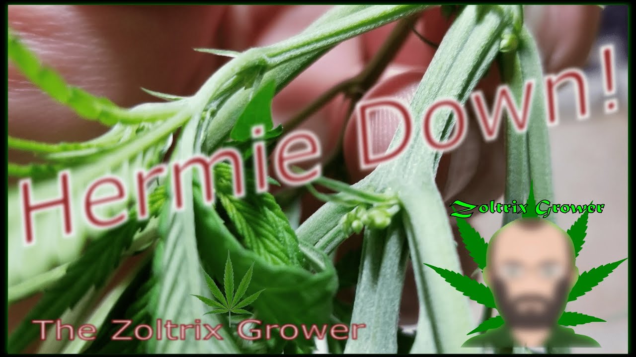 HERMIE DOWN! | COMPLETE GARDEN UPDATE | TWTGC | MARS HYDRO CUP
