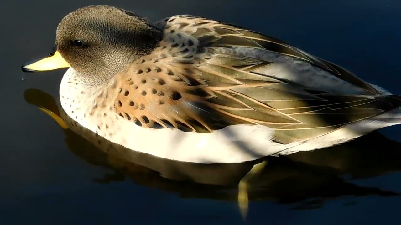 Yellow Billed Teal