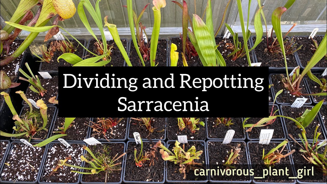 Dividing and Repotting Sarracenia | Winter Tasks in the Greenhouse