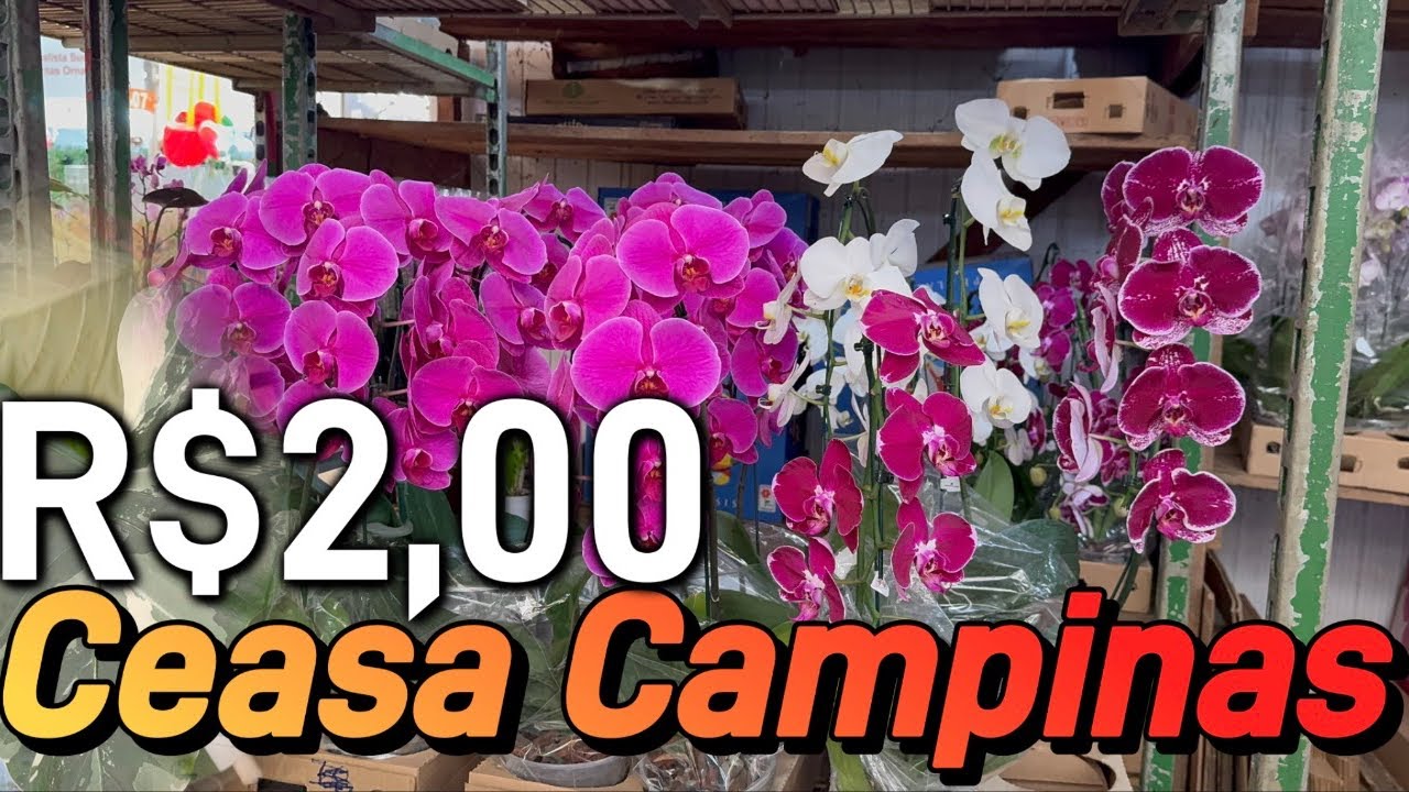 Mercadão das plantas a partir R$2,00