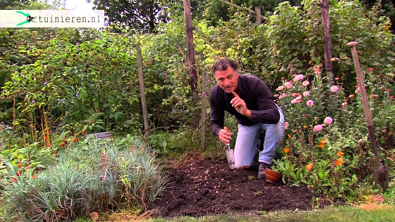Hoe kan ik sneeuwklokjes planten? - Tuinieren.nl