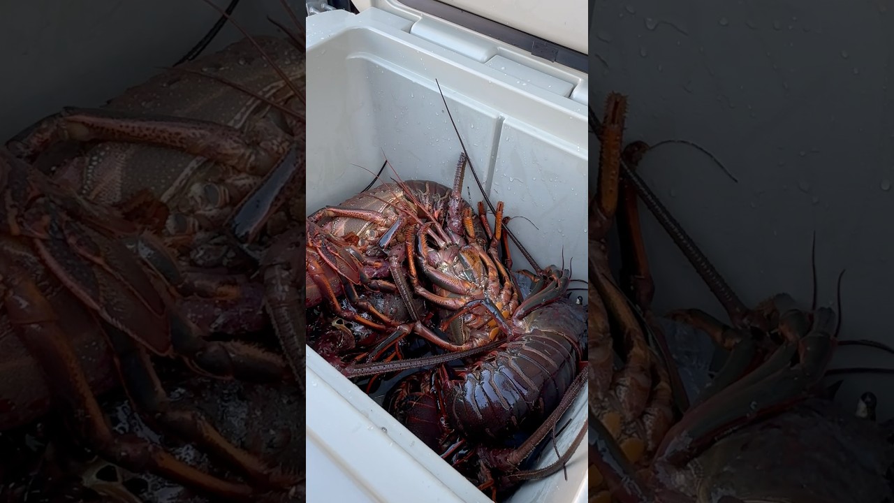 Lobster opener!!! It&rsquo;s gonna be a good season #lobster #lobstertails #diving #yeti #spearfishing ￼￼