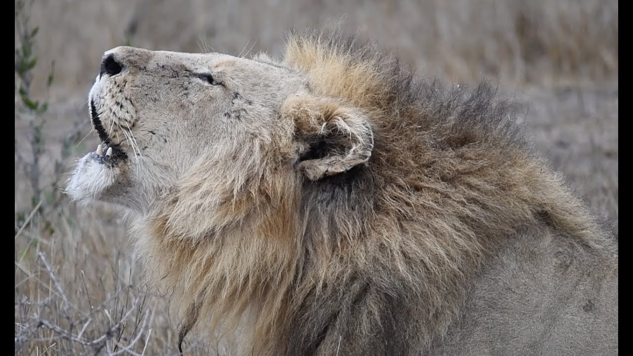 The Injured Orpen Male Lion Still Fights On | The Virtual Safari #107