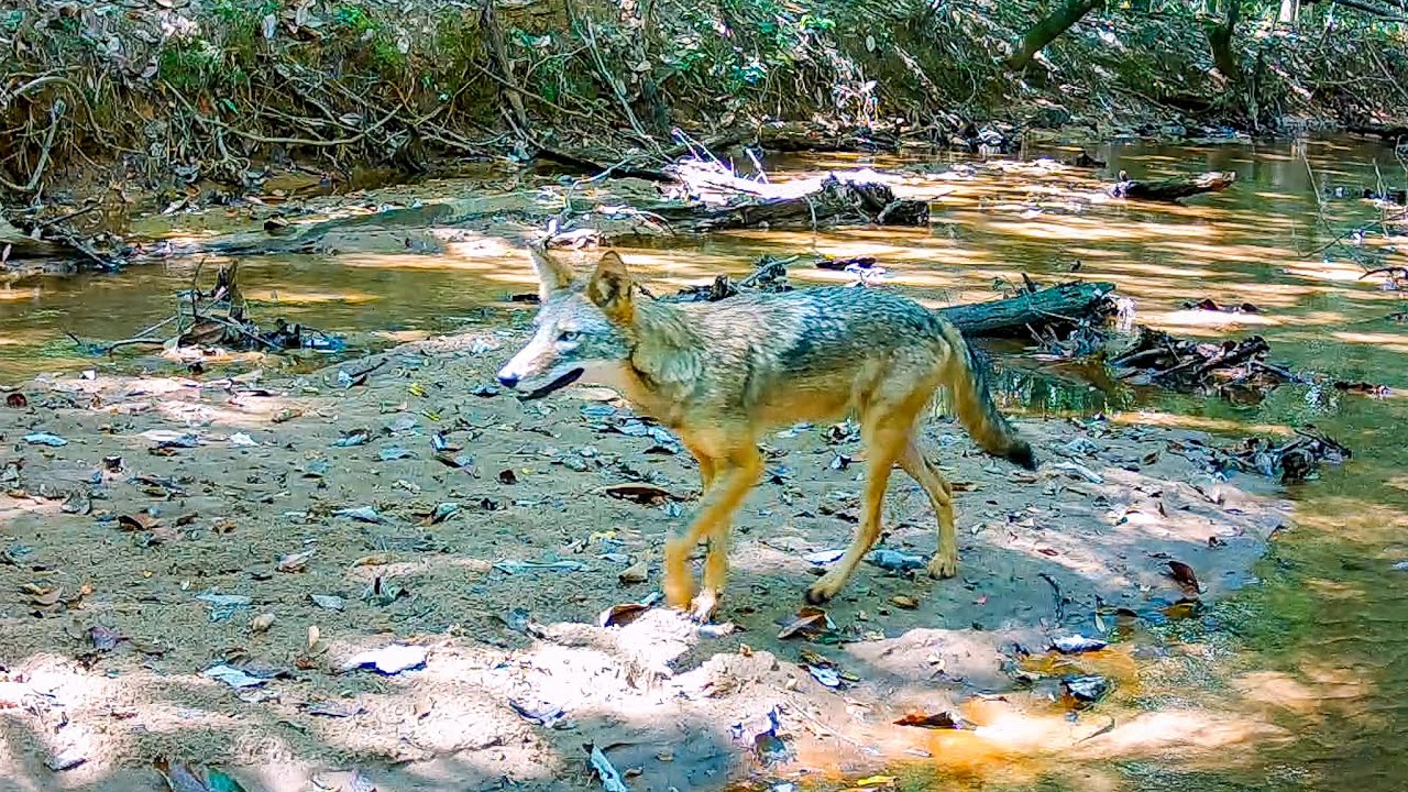 Trail Camera Setup and Pickup: Creek Crossing Animal Highway