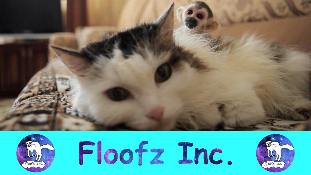 Funny Cats and Monkeys!