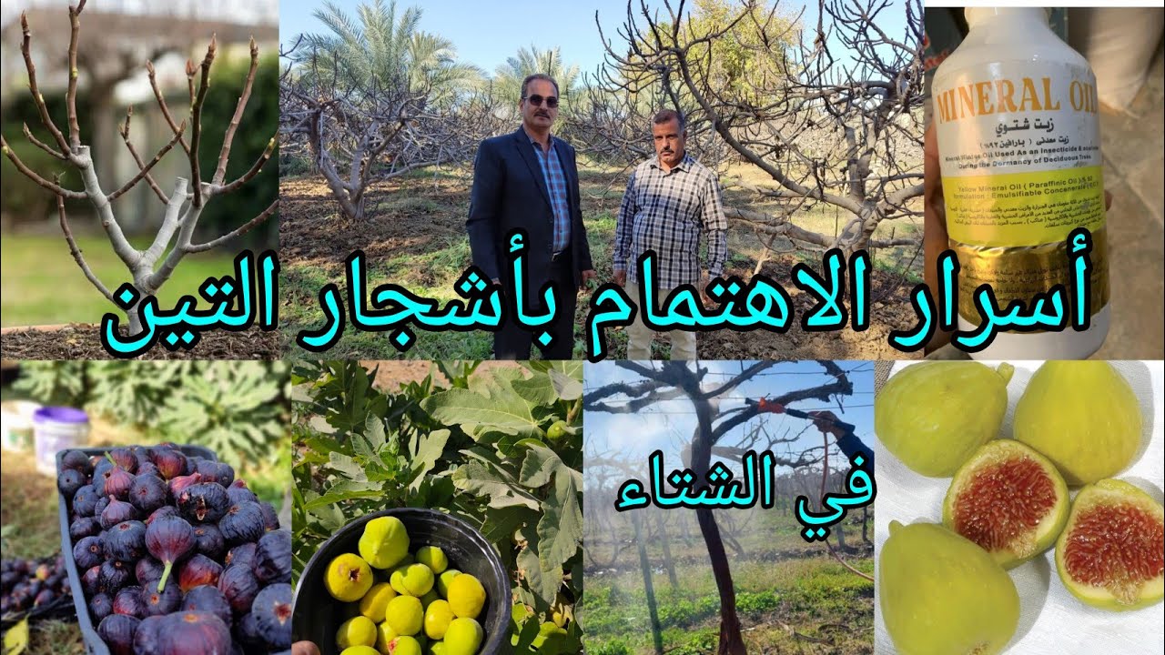 اهم الأعمال الزراعية لأشجار التين بالشتاء قلم أزرع الأقلام سمد بسماد عضوي كافح بالزيت المعدني الشتوي