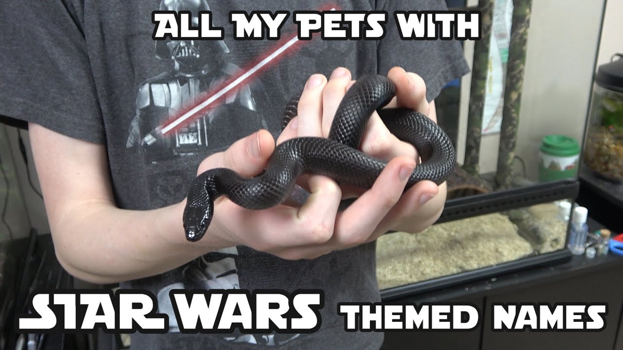 All My Pets with STAR WARS Themed Names