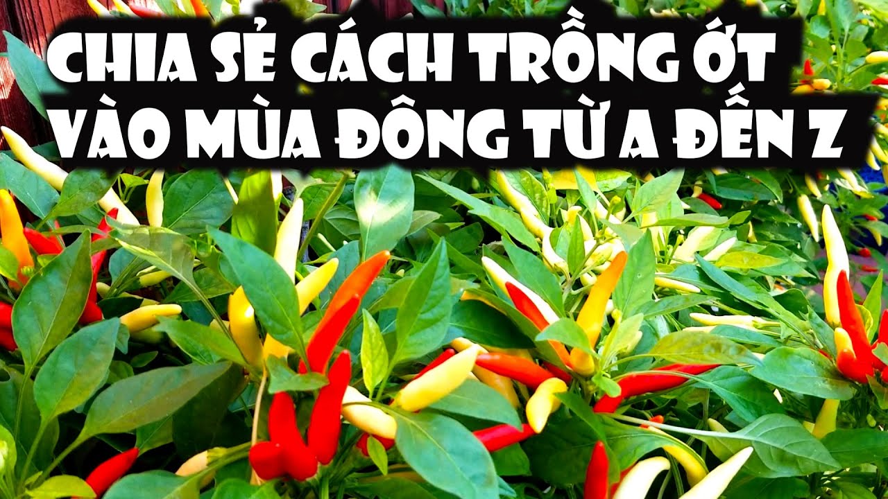 chia sẻ cách trồng ớt vào mùa đông từ A đến Z