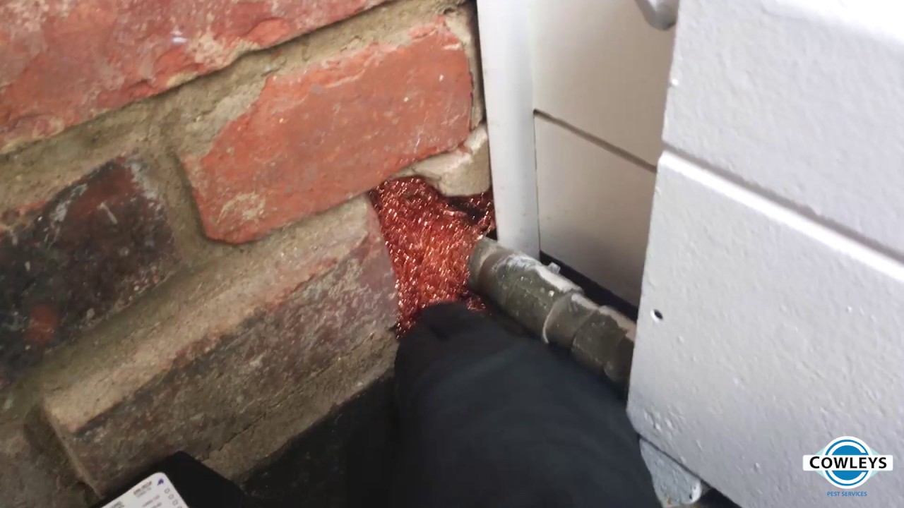 Mice control in Rumson, NJ