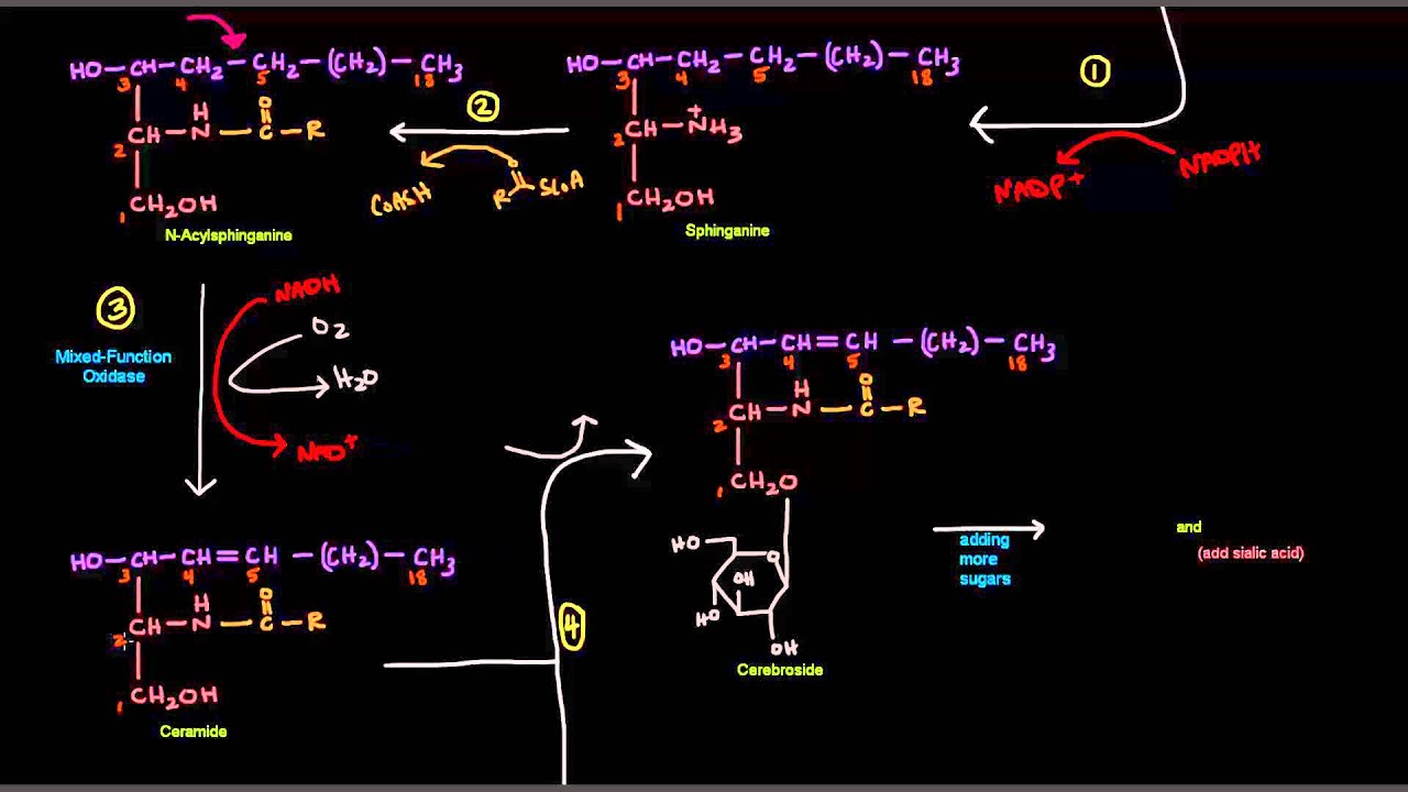 Sphingolipid Synthesis