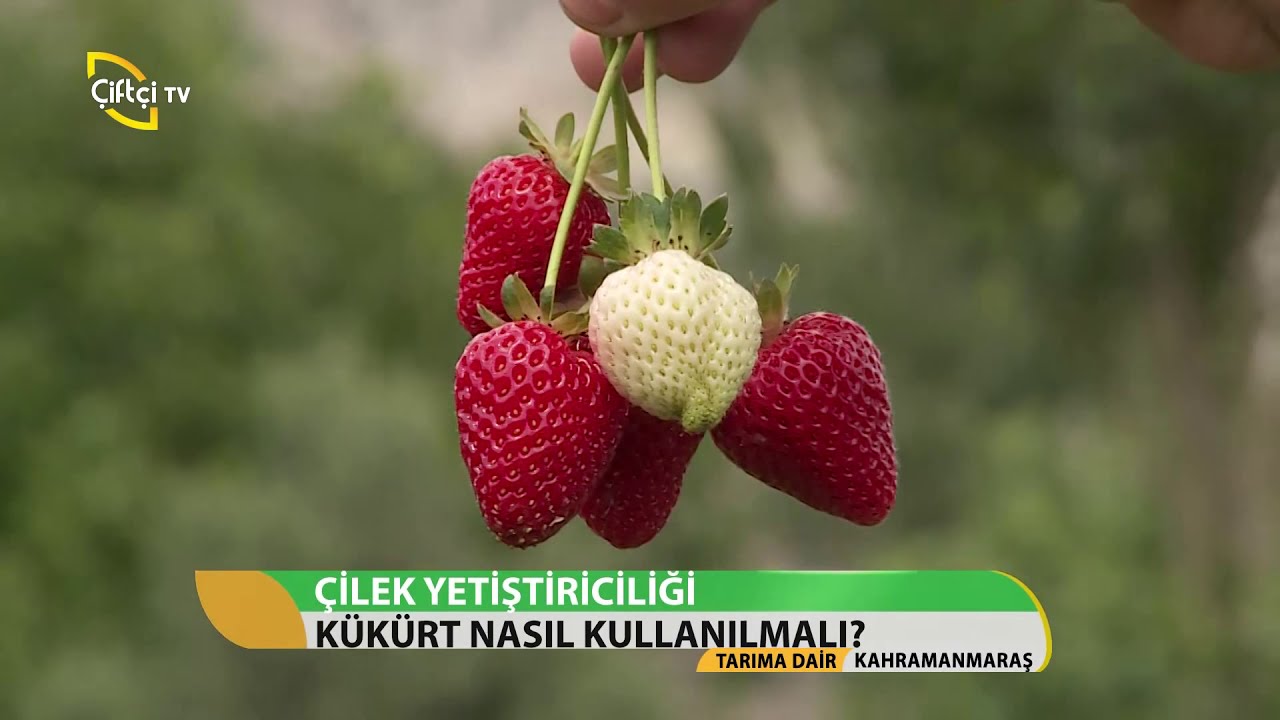 Tarıma Dair Çilek Yetiştiriciliği