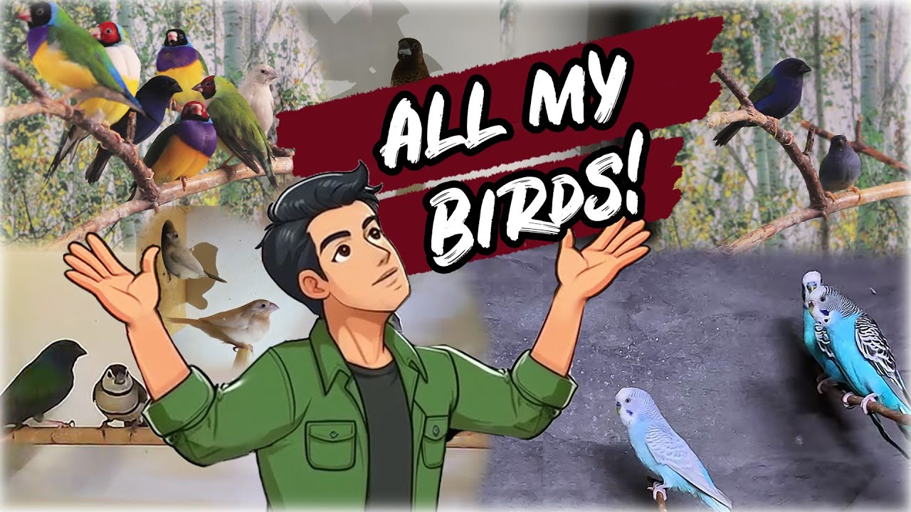 All My Aviary BIRDS & FINCHES Starting 2025