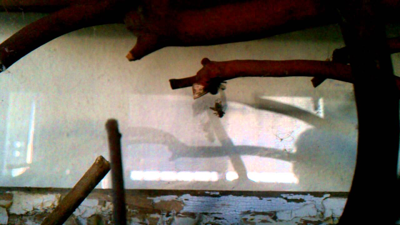 Black Widow vs Daddy Long Legs