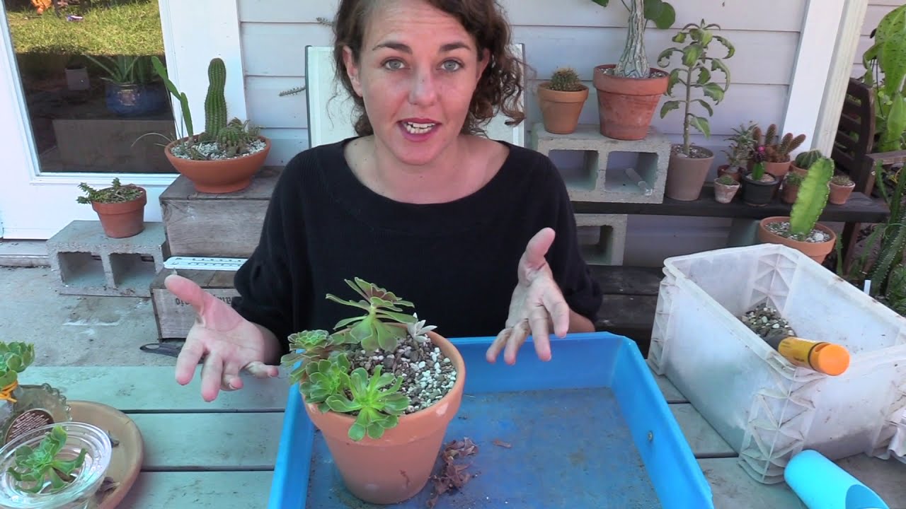 How to keep summer dormant Aeoniums alive (plus water propagation tips)