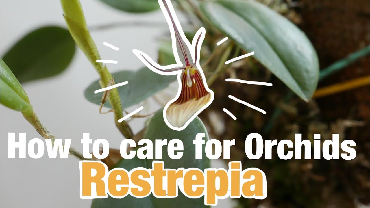 HOW TO CARE FOR ORCHIDS: #1 RESTREPIA