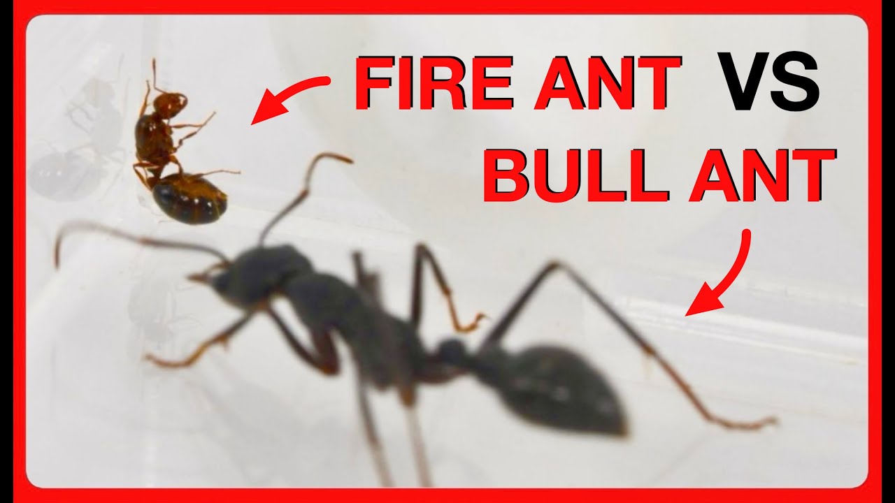 Fire Ant Queen VS Bull Ant Queen - Dangerous Ants Battle!