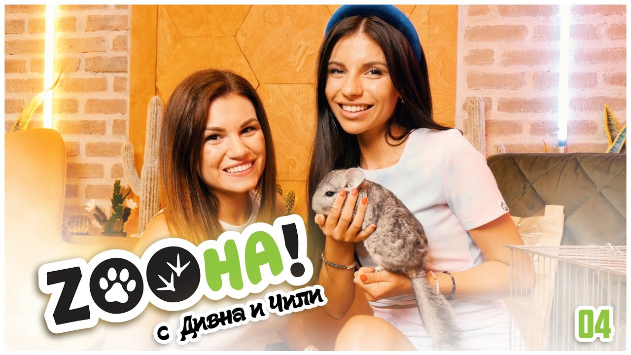 Как се отглежда Чинчила 🐭 Zoo-Зона с Дивна 🐾