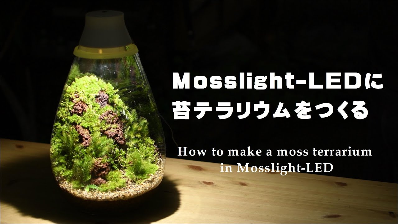 LED照明つき容器・Mosslight-LED（モスライト）を使って苔テラリウムをつくる #12