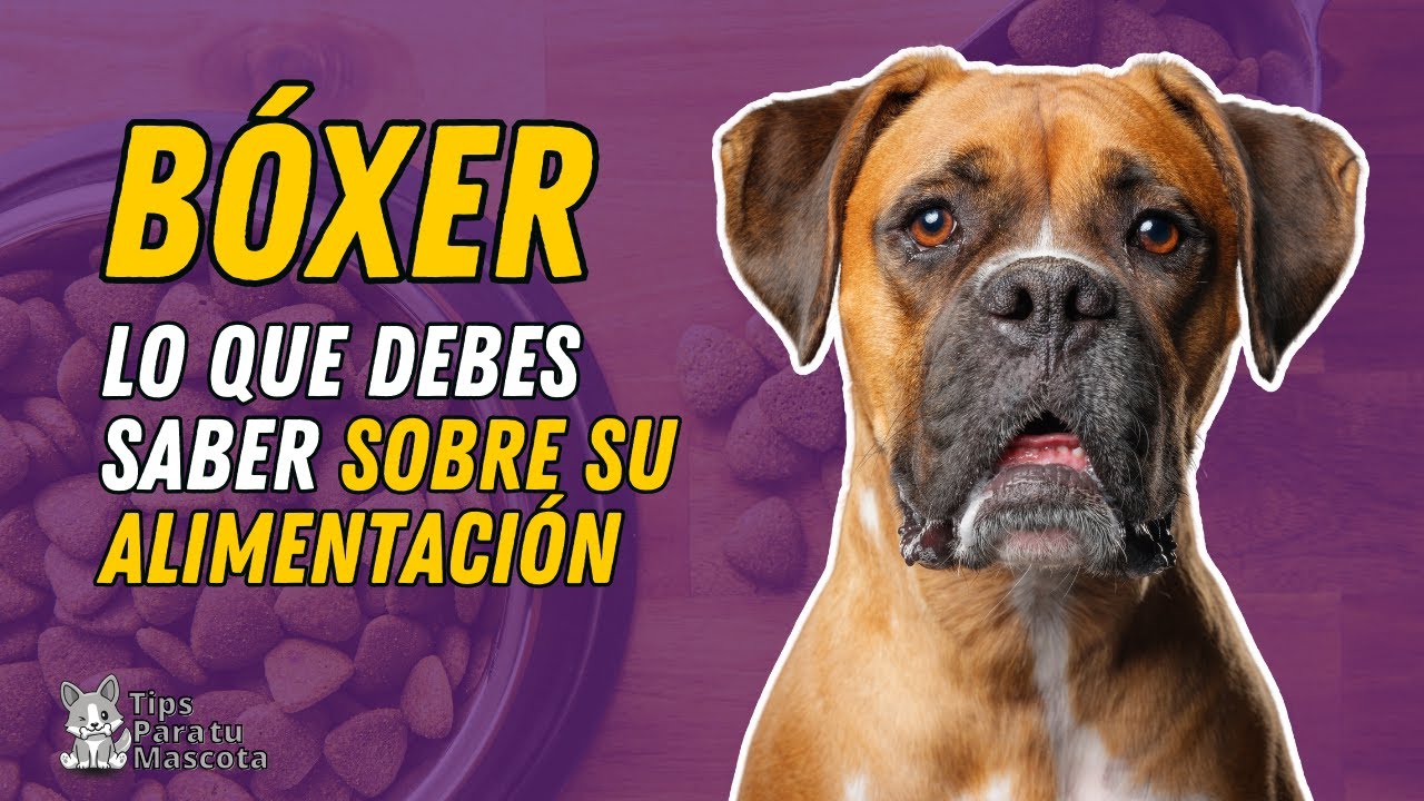 🐾🐶 Alimentaci&oacute;n del B&Oacute;XER