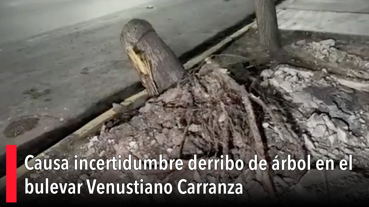 Causa incertidumbre derribo de árbol en el bulevar Venustiano Carranza