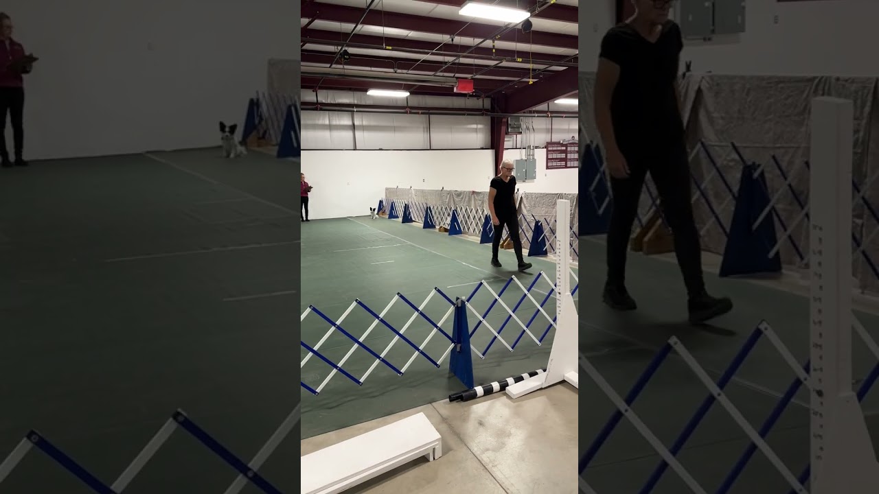 Petunia at a competition working on her open obedience title.