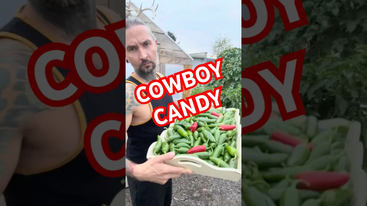 How to make cowboy candy. #candiedjalapenos #cowboycandy #jalape&ntilde;o
