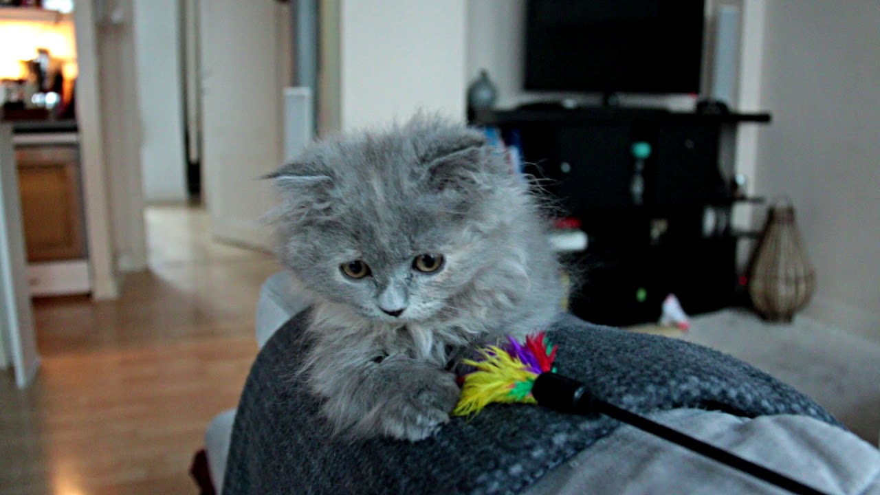 Cute highland fold kitten - Olly