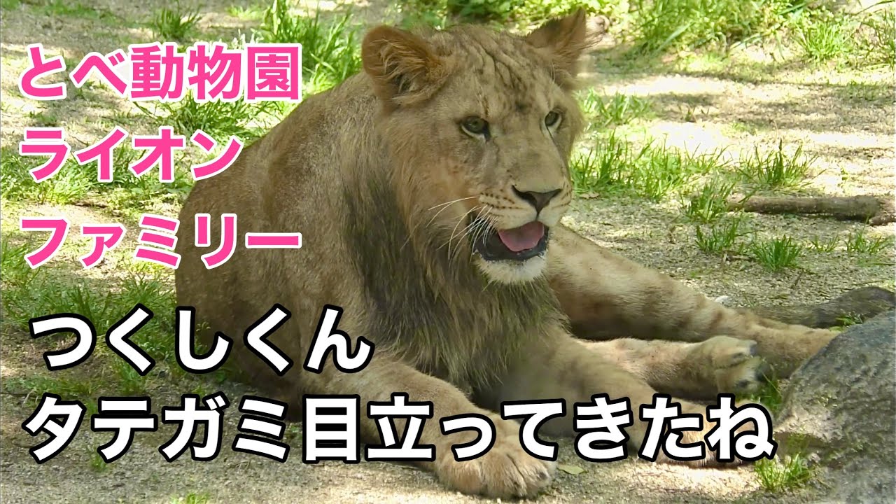 ライオンファミリー　つくし、アネ、モネ、リリ花、さくら、登場しました【とべ動物園】Lion Tobe Zoo