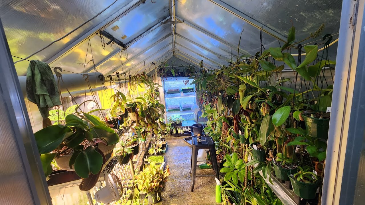 Epic nepenthes greenhouse tour - mid summer
