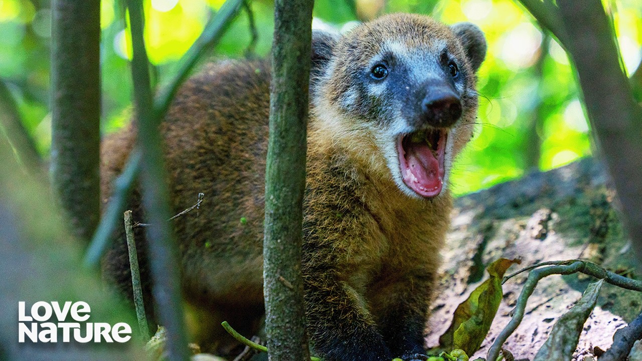 Brave Coati Learns The Dangers of Life | New Kids In The Wild 204