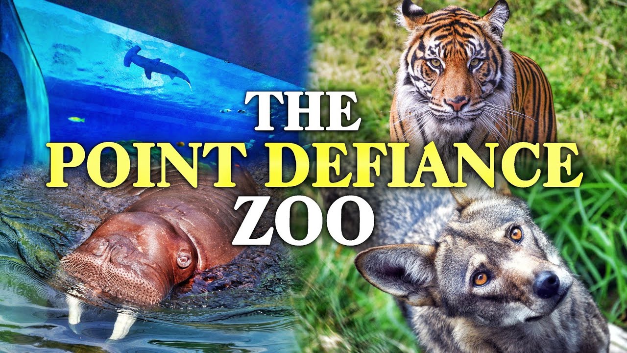 The Beginner's Guide to the Point Defiance Zoo (WA)