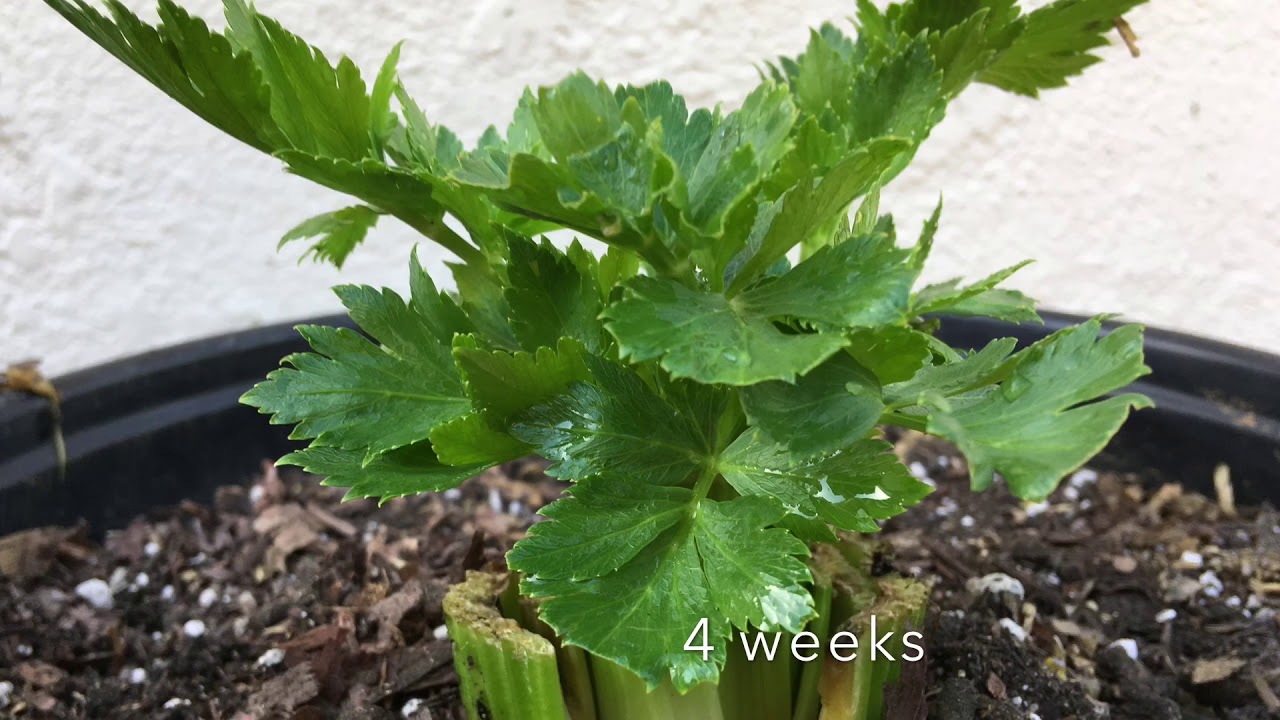 How to plant celery from stalks