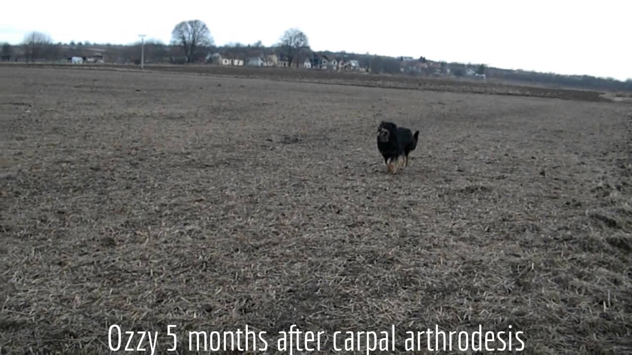 Our dog Ozzy- process of recovery after carpal arthrodesis