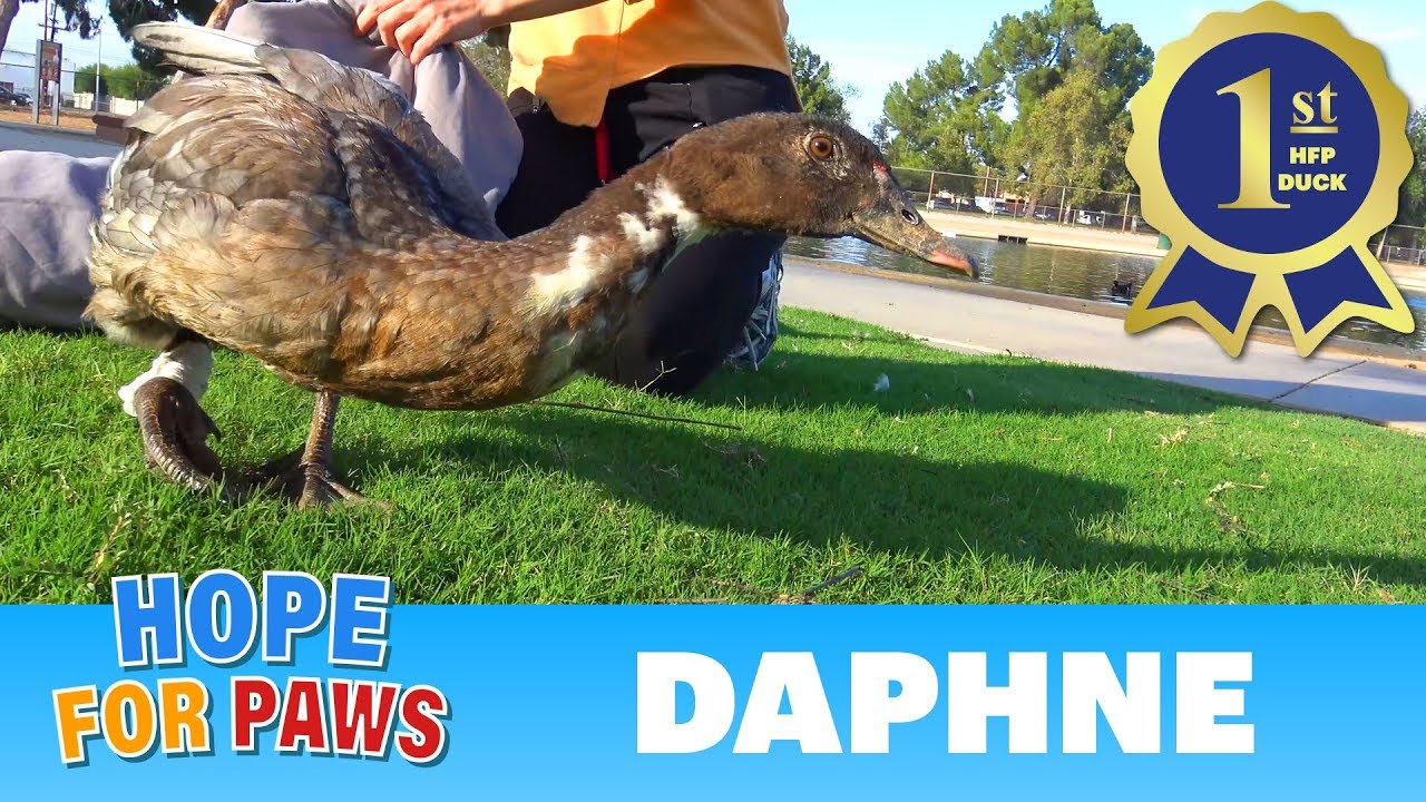 A duck with a broken leg wouldn't have survived without one kid's promise to get help. #wildlife